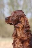 SETTER IRLANDAIS 424